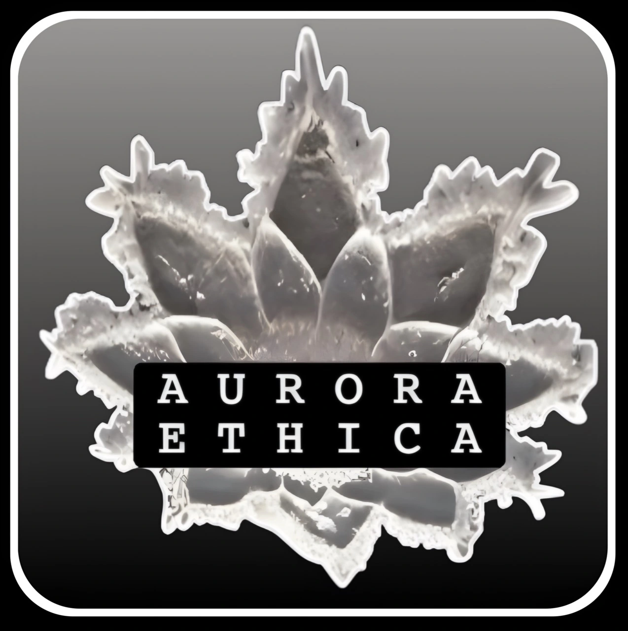 Aurora Ethica