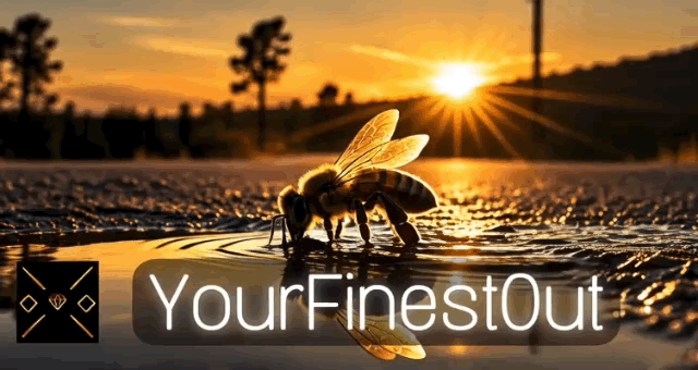 YourFinestOut sharing card — bee reflected in water at sunset